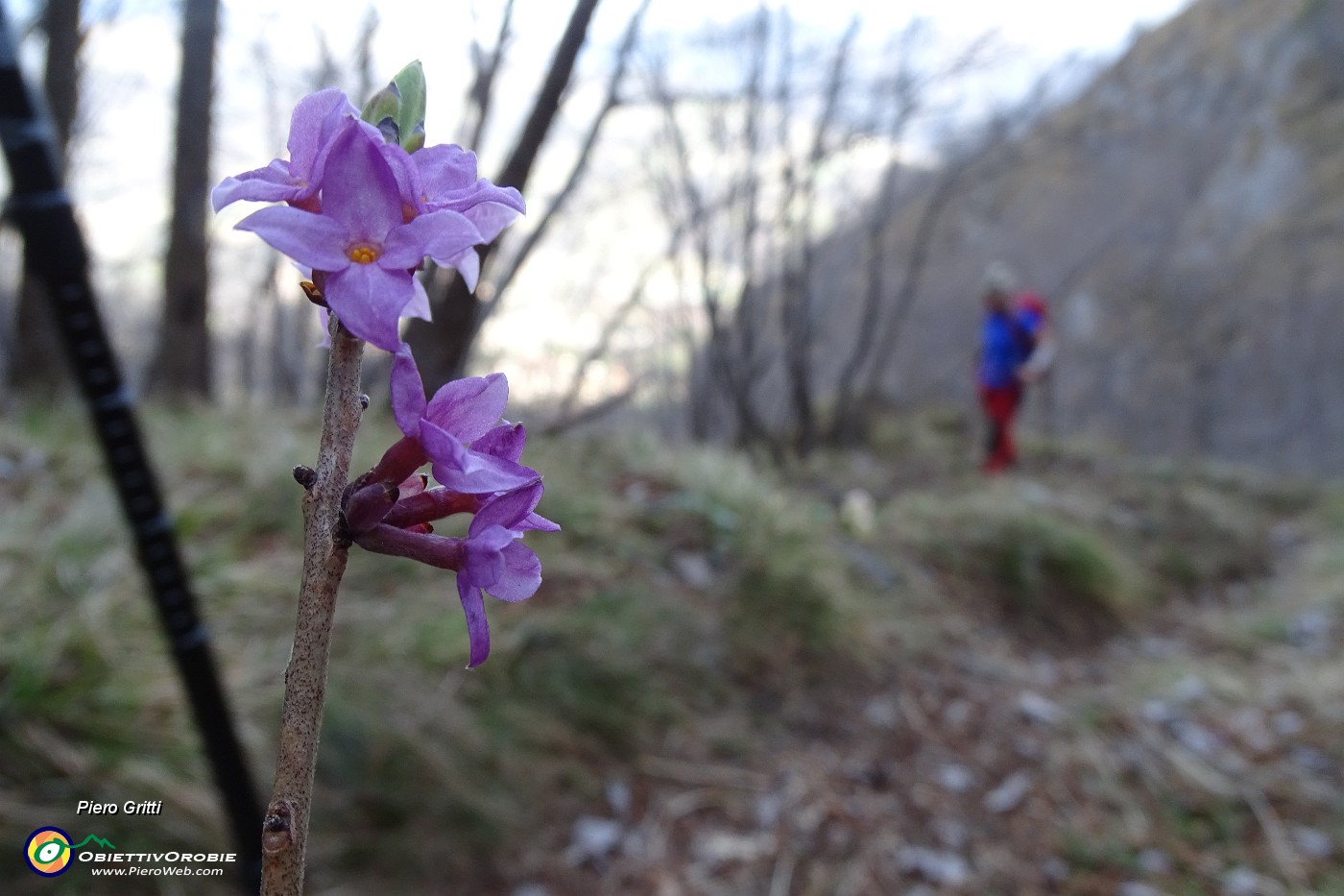 95 Daphne mezereum, Dafne mezereo, chiamato anche Fior di stecco.JPG